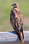 image of hawk