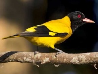 image of oriole