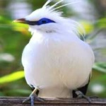 image of bali_starling #16