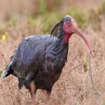 image of bird