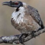 image of noisy_friarbird