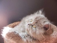 image of persian_cat #20