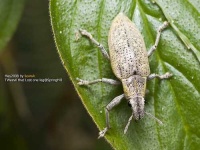 image of weevil #9