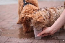 image of norwich_terrier