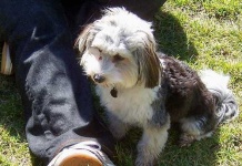 image of animal