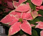 image of poinsettia #28