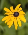 image of flower