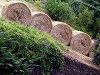 image of hay