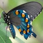 image of animal