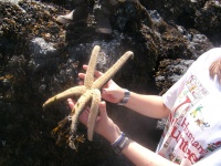 image of king_crab