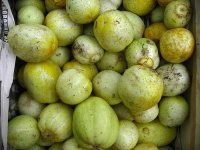 image of lemon