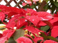 image of poinsettia #4