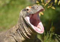 image of komodo_dragon