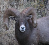 image of ram