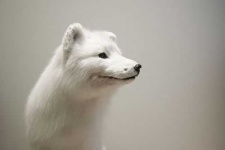 image of arctic_fox