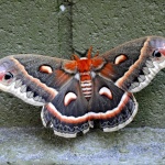 image of moth #29