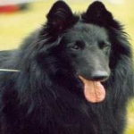 image of animal