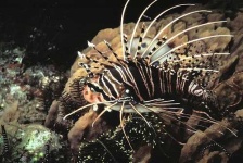 image of lionfish