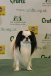 image of japanese_spaniel #4