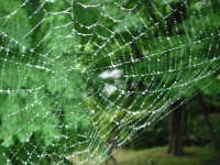 image of spider_web