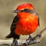 image of bird