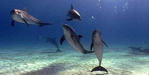 image of animal