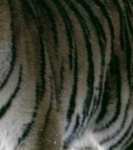 image of texture