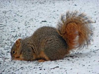 image of fox_squirrel
