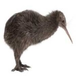 image of bird