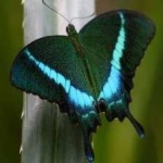 image of banded_butterfly #92