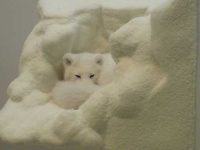 image of arctic_fox