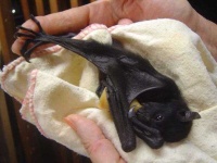 image of animal