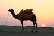 image of arabian_camel