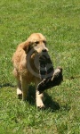 image of golden_retriever