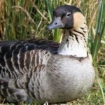 image of bird