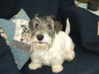 image of sealyham_terrier #5