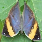 image of animal