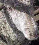 image of animal