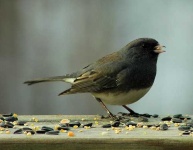 image of junco #16