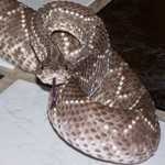 image of sidewinder