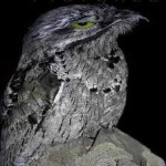 image of bird