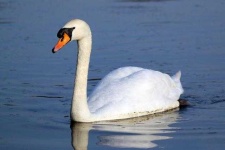 image of swan