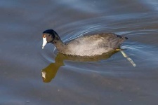 image of american_coot