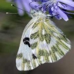 image of animal