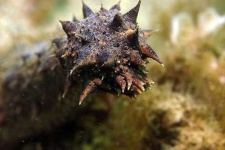 image of sea_cucumber