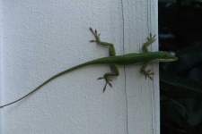 image of american_chameleon