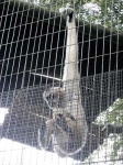 image of gibbon