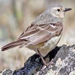 image of american_pipit #6