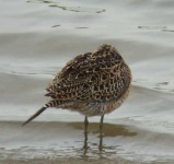 image of dowitcher