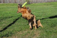 image of australian_terrier
